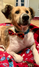 Load image into Gallery viewer, Dog Bow Ties   BTIE   (Click for more designs)