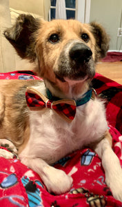 Dog Bow Ties   BTIE   (Click for more designs)