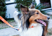 Load image into Gallery viewer, Dog Collar Navy Palmetto All Trees